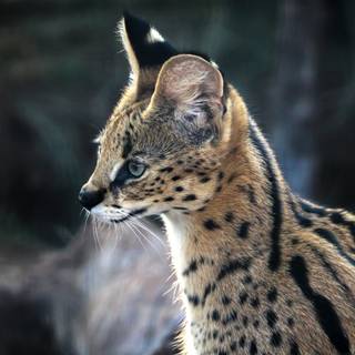 Serval cat wallpaper