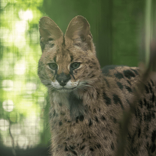 Serval cat wallpaper