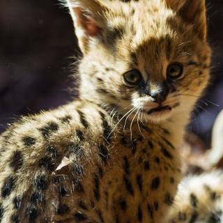 Serval cat wallpaper