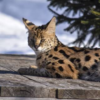 Serval cat wallpaper