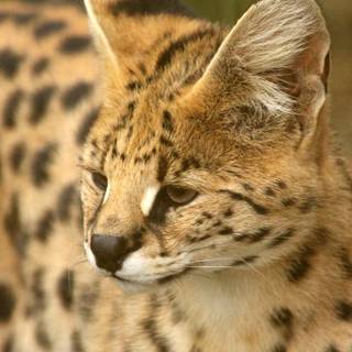 Serval cat wallpaper