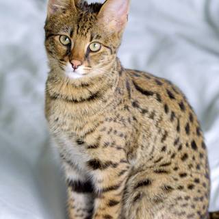 Serval cat wallpaper