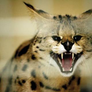 Serval cat wallpaper