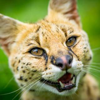 Serval cat wallpaper