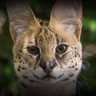 Serval cat wallpaper