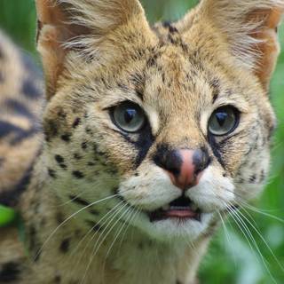 Serval cat wallpaper