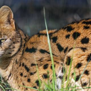 Serval cat wallpaper