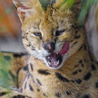 Serval cat wallpaper