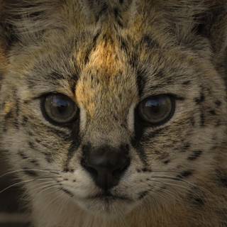 Serval cat wallpaper