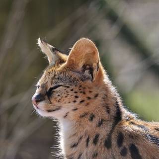 Serval cat wallpaper