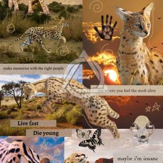 Serval cat wallpaper