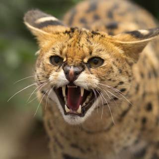 Serval cat wallpaper