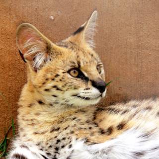 Serval cat wallpaper