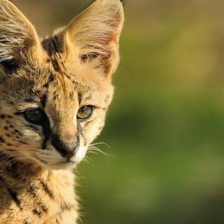Serval cat wallpaper