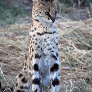 Serval cat wallpaper