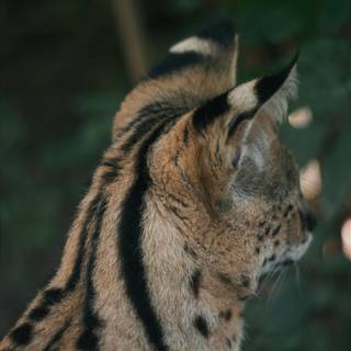 Serval cat wallpaper