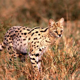 Serval cat wallpaper