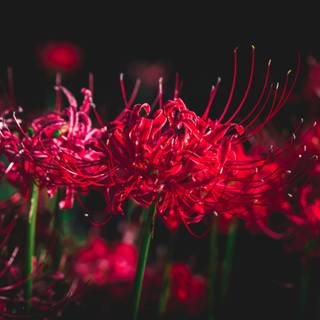 Spider lilies wallpaper