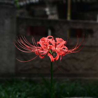 Spider lilies wallpaper
