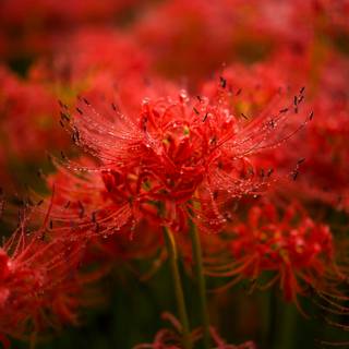 Spider lilies wallpaper