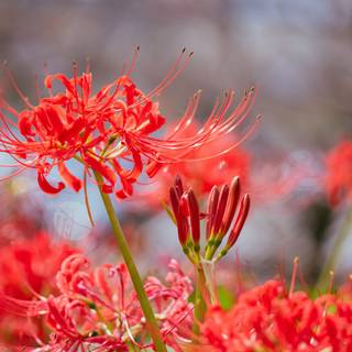 Spider lilies wallpaper