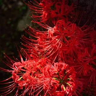 Spider lilies wallpaper