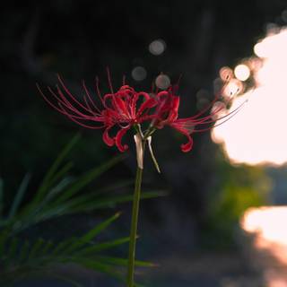 Spider lilies wallpaper