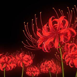 Spider lilies wallpaper