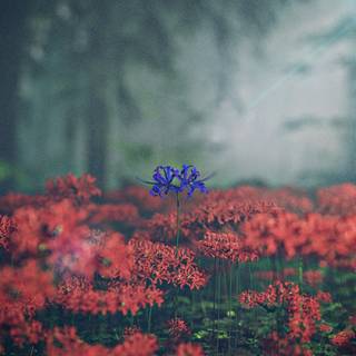 Spider lilies wallpaper