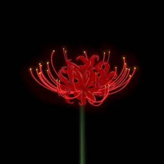 Spider lilies wallpaper