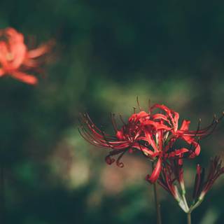 Spider lilies wallpaper