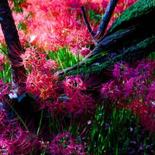 Spider lilies wallpaper