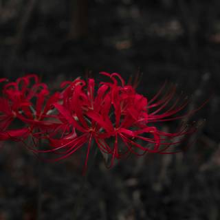 Spider lilies wallpaper