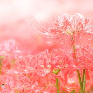 Spider lilies wallpaper