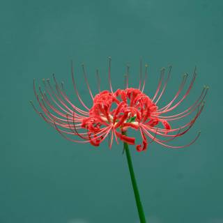Spider lilies wallpaper