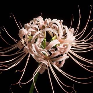Spider lilies wallpaper