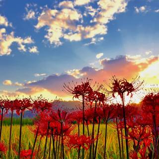 Spider lilies wallpaper