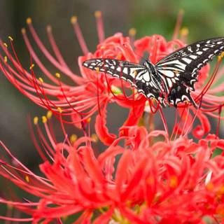Spider lilies wallpaper