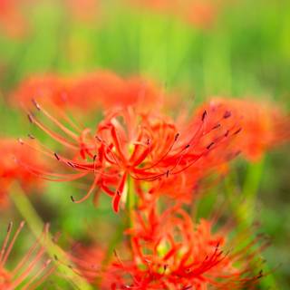 Spider lilies wallpaper