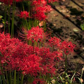 Spider lilies wallpaper