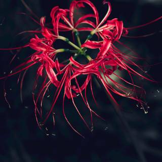 Spider lilies wallpaper