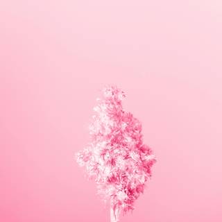 Shades of pink wallpaper