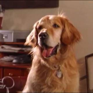 Even Stevens wallpaper