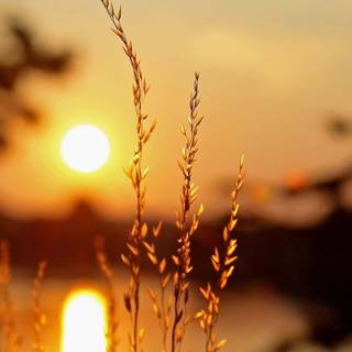 Warm nature wallpaper