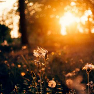 Warm nature wallpaper