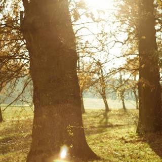 Warm nature wallpaper