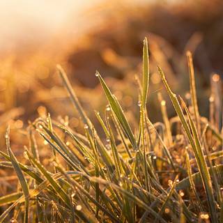 Warm nature wallpaper