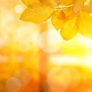 Warm nature wallpaper