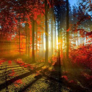 Warm nature wallpaper