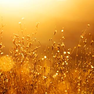 Warm nature wallpaper